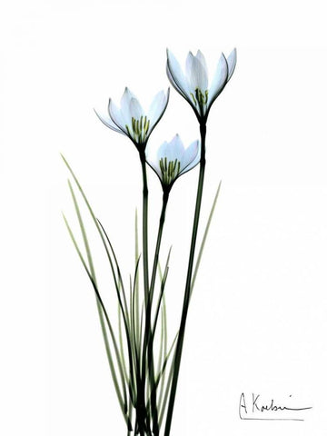 White Rain Lily White Modern Wood Framed Art Print with Double Matting by Koetsier, Albert