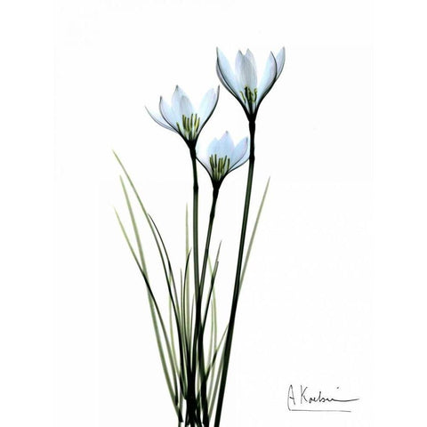 White Rain Lily Black Modern Wood Framed Art Print by Koetsier, Albert