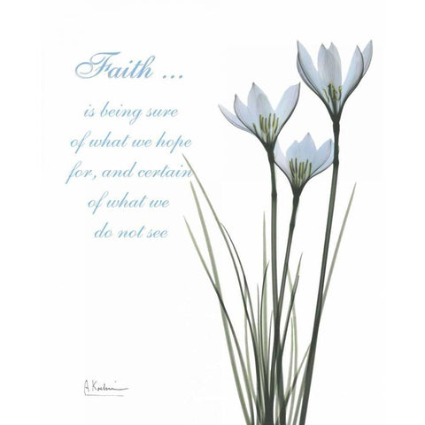 White Rain Lily - Faith Gold Ornate Wood Framed Art Print with Double Matting by Koetsier, Albert
