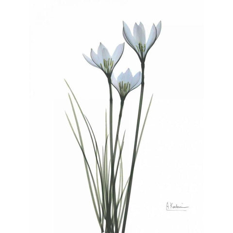 White Rain Lily White Modern Wood Framed Art Print by Koetsier, Albert