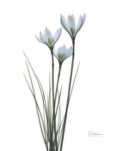 White Rain Lily Black Ornate Wood Framed Art Print with Double Matting by Koetsier, Albert