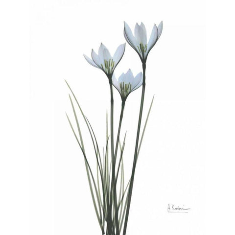 White Rain Lily Black Modern Wood Framed Art Print with Double Matting by Koetsier, Albert
