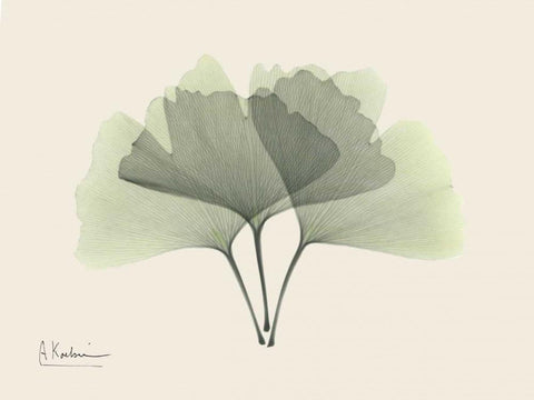 Ginkgo on Beige White Modern Wood Framed Art Print with Double Matting by Koetsier, Albert