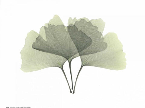 Ginkgo White Modern Wood Framed Art Print with Double Matting by Koetsier, Albert