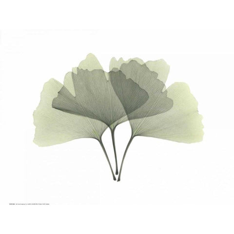 Ginkgo White Modern Wood Framed Art Print by Koetsier, Albert