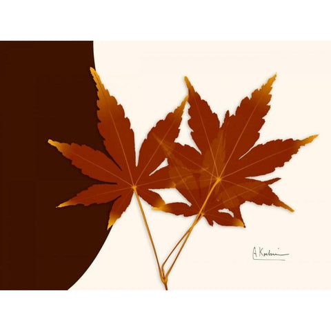 Japanese Maple on Brown and Beige Black Modern Wood Framed Art Print with Double Matting by Koetsier, Albert