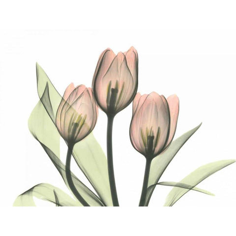 Pink Tulip Bunch White Modern Wood Framed Art Print by Koetsier, Albert