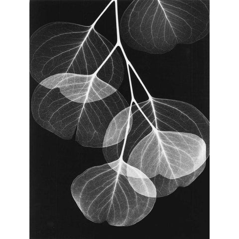 Eucalyptus on Black 2 Black Modern Wood Framed Art Print with Double Matting by Koetsier, Albert