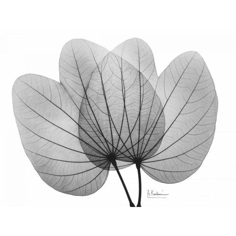 Orchid Tree  Close Up BandW Black Modern Wood Framed Art Print by Koetsier, Albert
