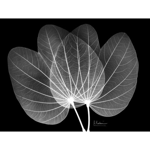 Orchid Tree  Close on Black Black Modern Wood Framed Art Print with Double Matting by Koetsier, Albert