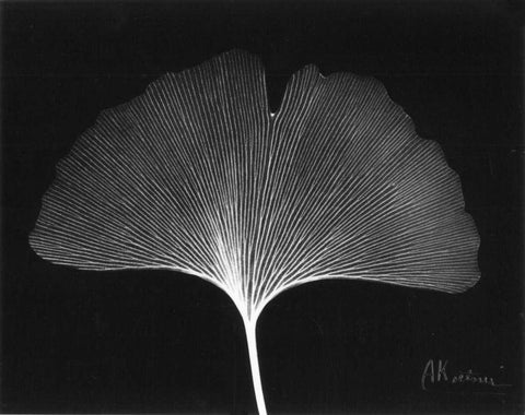 Ginkgo Single Leaf  Close Up on Black White Modern Wood Framed Art Print with Double Matting by Koetsier, Albert