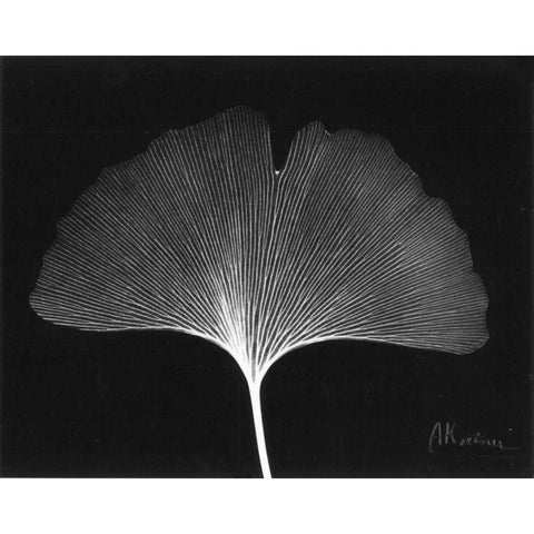 Ginkgo Single Leaf  Close Up on Black Black Modern Wood Framed Art Print by Koetsier, Albert