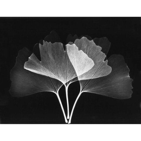 Ginkgo Leaves Close Up on Black 2 Black Modern Wood Framed Art Print with Double Matting by Koetsier, Albert