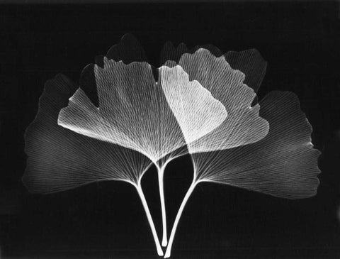 Ginkgo Leaves Close Up on Black 2 White Modern Wood Framed Art Print with Double Matting by Koetsier, Albert