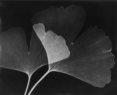 Ginkgo Leaves Close Up on Black White Modern Wood Framed Art Print with Double Matting by Koetsier, Albert