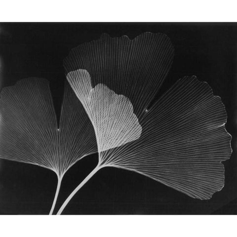 Ginkgo Leaves Close Up on Black White Modern Wood Framed Art Print by Koetsier, Albert