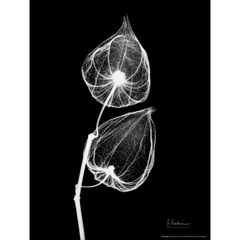 Sandersonia Close Up on Black Black Modern Wood Framed Art Print with Double Matting by Koetsier, Albert