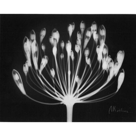 Lily of the Nile White Modern Wood Framed Art Print by Koetsier, Albert