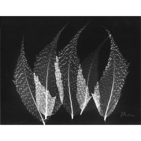 Japanese Ferns Close Up on Black Black Modern Wood Framed Art Print with Double Matting by Koetsier, Albert