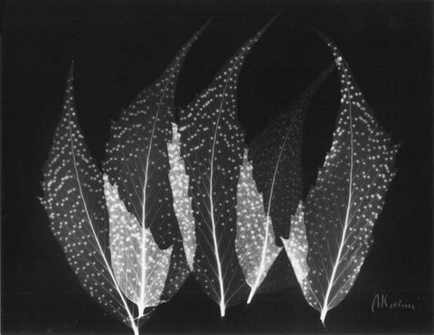 Japanese Ferns Close Up on Black White Modern Wood Framed Art Print with Double Matting by Koetsier, Albert