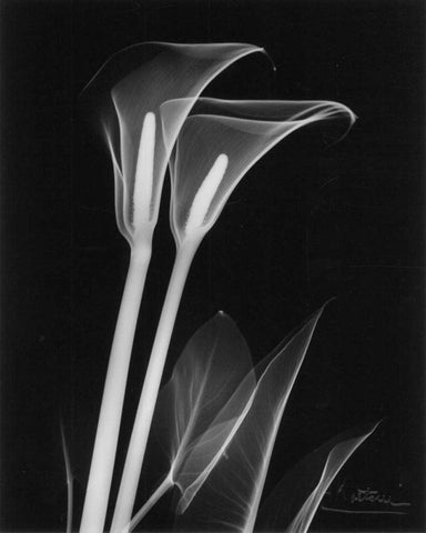 Calla Lily Close Up on Black White Modern Wood Framed Art Print with Double Matting by Koetsier, Albert