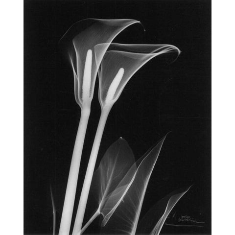 Calla Lily Close Up on Black White Modern Wood Framed Art Print by Koetsier, Albert