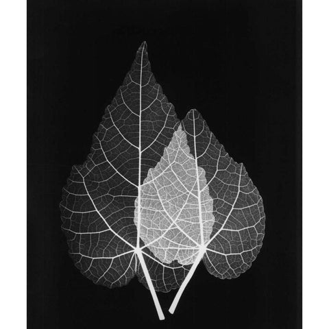 Sage Pair Close Up on Black White Modern Wood Framed Art Print by Koetsier, Albert