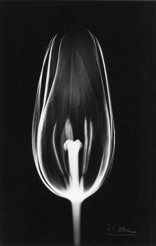 Tulip Close Up on Black White Modern Wood Framed Art Print with Double Matting by Koetsier, Albert