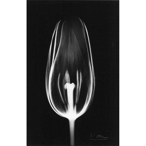 Tulip Close Up on Black Black Modern Wood Framed Art Print with Double Matting by Koetsier, Albert