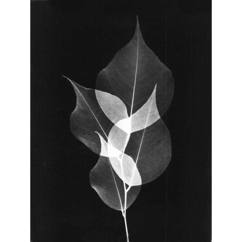 Triple Leaf Close Up on Black White Modern Wood Framed Art Print by Koetsier, Albert