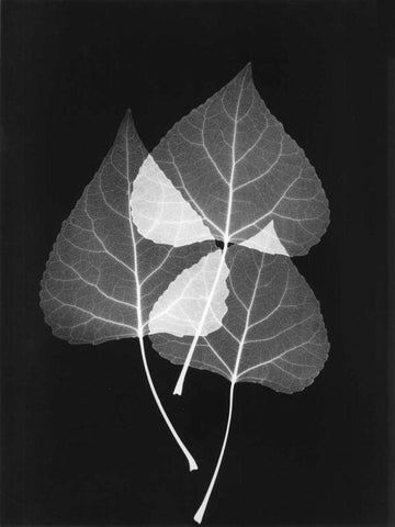 Triple Leaf Close Up on Black 2 White Modern Wood Framed Art Print with Double Matting by Koetsier, Albert