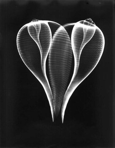 Shell Close Up on Black White Modern Wood Framed Art Print with Double Matting by Koetsier, Albert