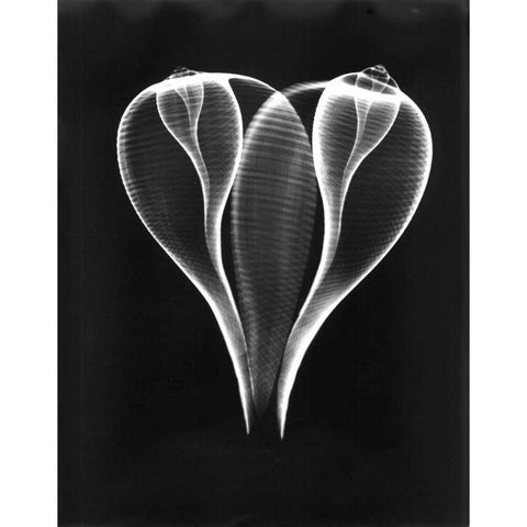 Shell Close Up on Black White Modern Wood Framed Art Print by Koetsier, Albert