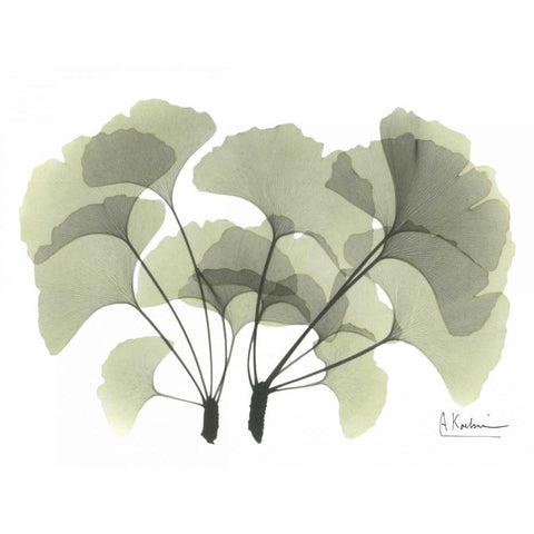 Ginkgo in Green Black Modern Wood Framed Art Print with Double Matting by Koetsier, Albert