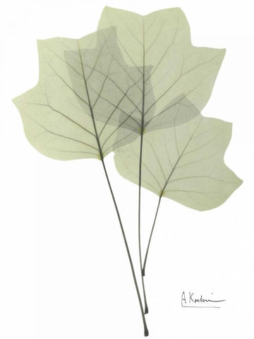 Tulip Tree in Green Black Ornate Wood Framed Art Print with Double Matting by Koetsier, Albert