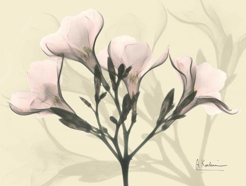 Oleander in Pink on Beige Black Ornate Wood Framed Art Print with Double Matting by Koetsier, Albert