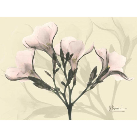 Oleander in Pink on Beige White Modern Wood Framed Art Print by Koetsier, Albert