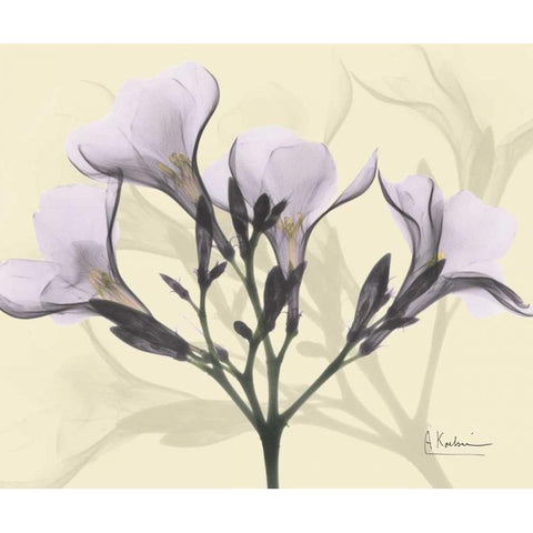 Oleander in Purple on Beige White Modern Wood Framed Art Print by Koetsier, Albert
