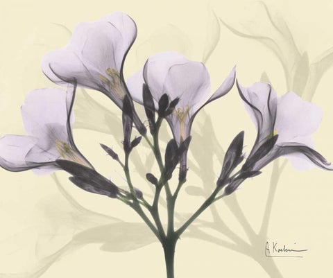 Oleander in Purple on Beige White Modern Wood Framed Art Print with Double Matting by Koetsier, Albert