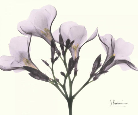 Oleander in Purple Black Ornate Wood Framed Art Print with Double Matting by Koetsier, Albert