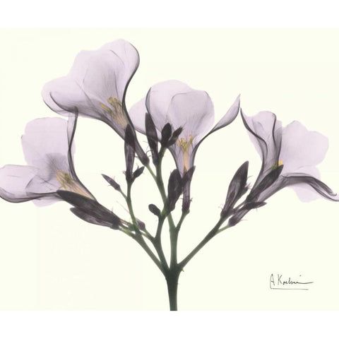 Oleander in Purple Gold Ornate Wood Framed Art Print with Double Matting by Koetsier, Albert