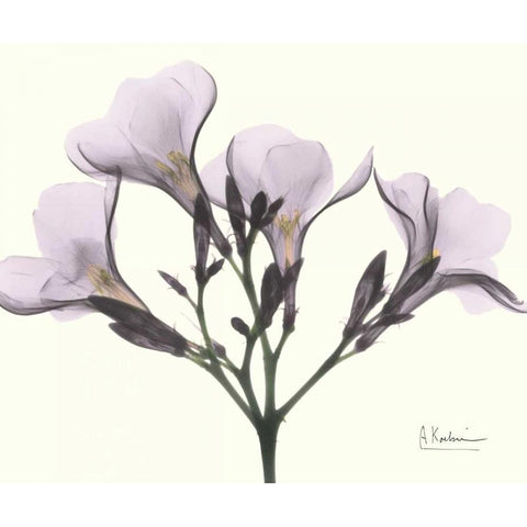 Oleander in Purple Black Modern Wood Framed Art Print by Koetsier, Albert
