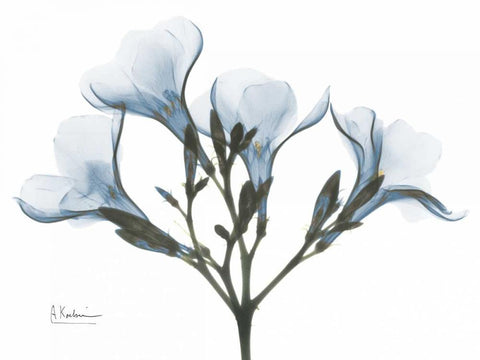 Oleander in Blue White Modern Wood Framed Art Print with Double Matting by Koetsier, Albert