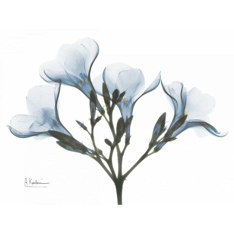 Oleander in Blue Black Modern Wood Framed Art Print with Double Matting by Koetsier, Albert