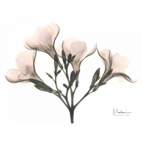 Oleander in Pink White Modern Wood Framed Art Print by Koetsier, Albert