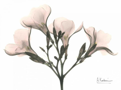 Oleander in Pink White Modern Wood Framed Art Print with Double Matting by Koetsier, Albert