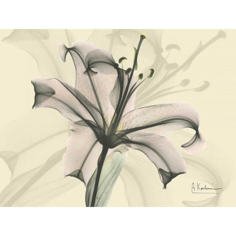 Lily in Pink on Beige White Modern Wood Framed Art Print by Koetsier, Albert