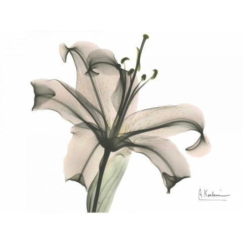 Lily in Pink White Modern Wood Framed Art Print by Koetsier, Albert