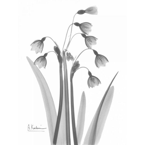 Snow Drop in BandW White Modern Wood Framed Art Print by Koetsier, Albert