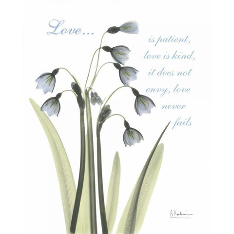 Snow Drop - Love White Modern Wood Framed Art Print by Koetsier, Albert